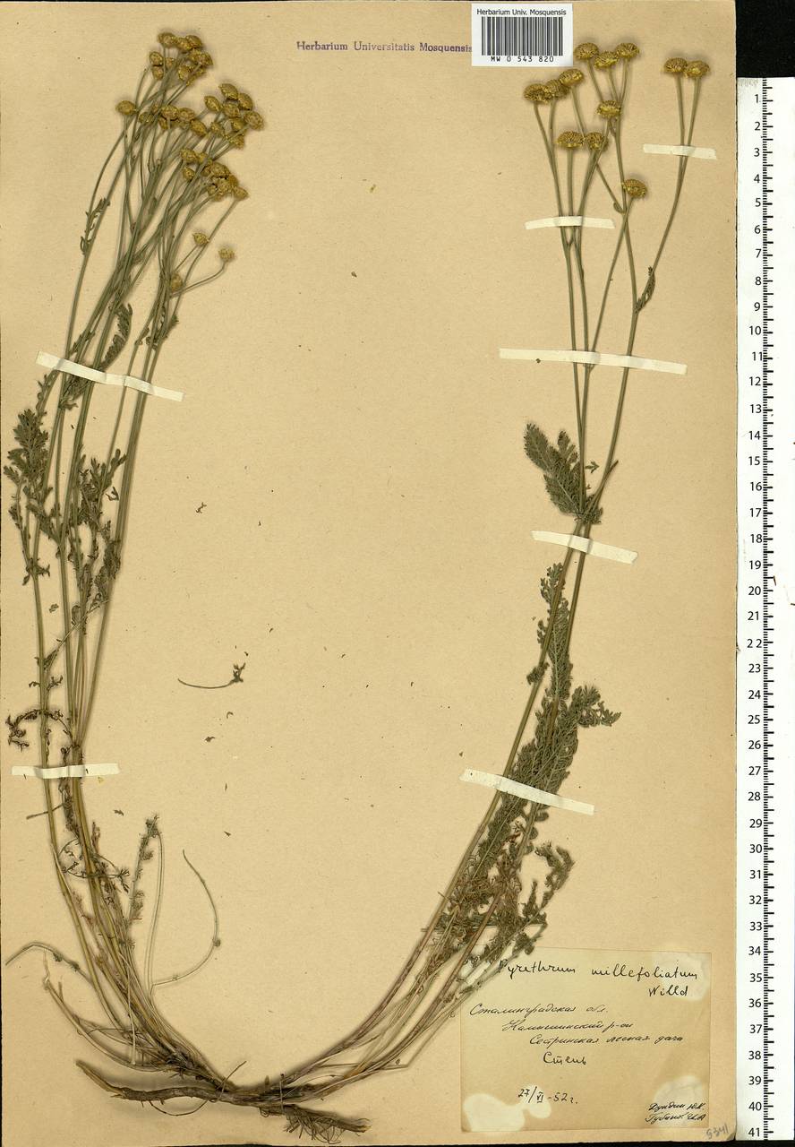 Tanacetum millefolium (L.) Tzvelev, Eastern Europe, Lower Volga region (E9) (Russia)