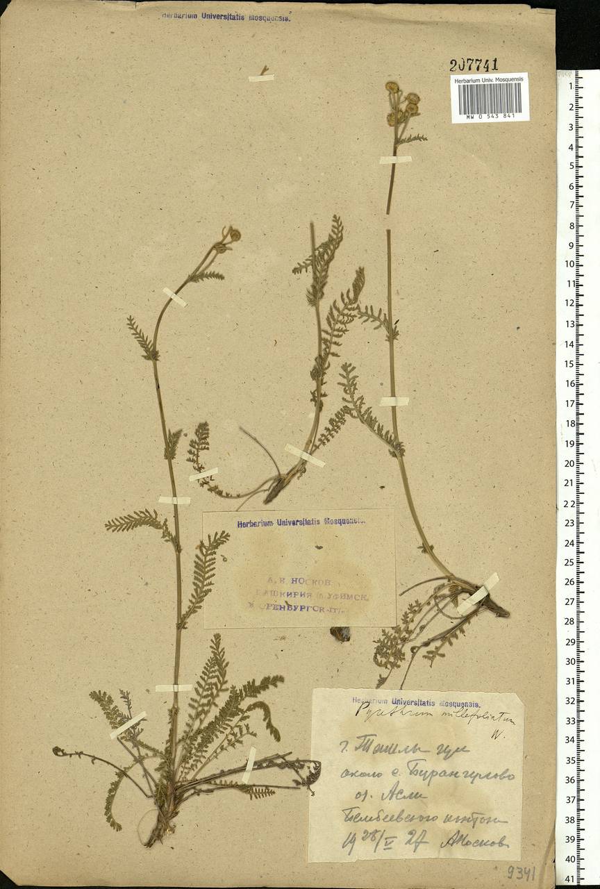 Tanacetum millefolium (L.) Tzvelev, Eastern Europe, Eastern region (E10) (Russia)