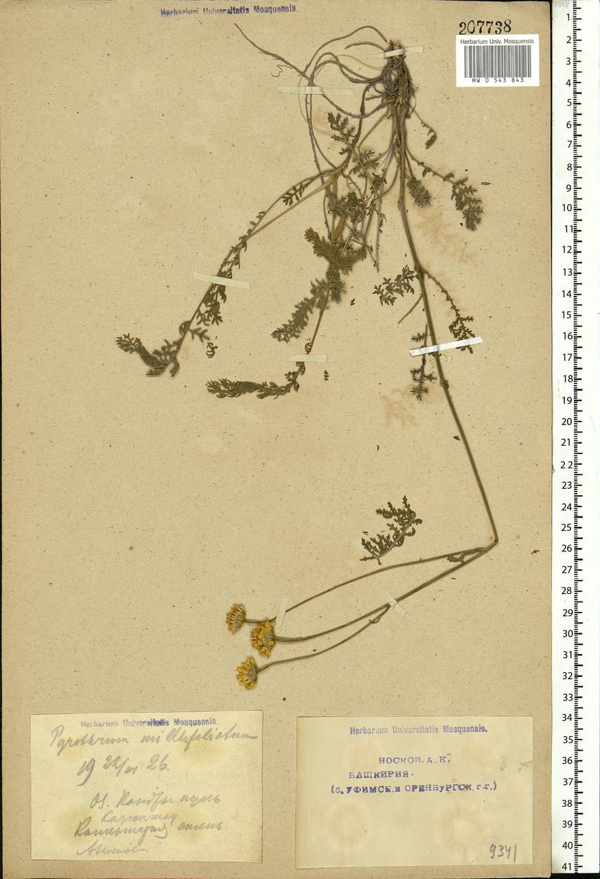Tanacetum millefolium (L.) Tzvelev, Eastern Europe, Eastern region (E10) (Russia)