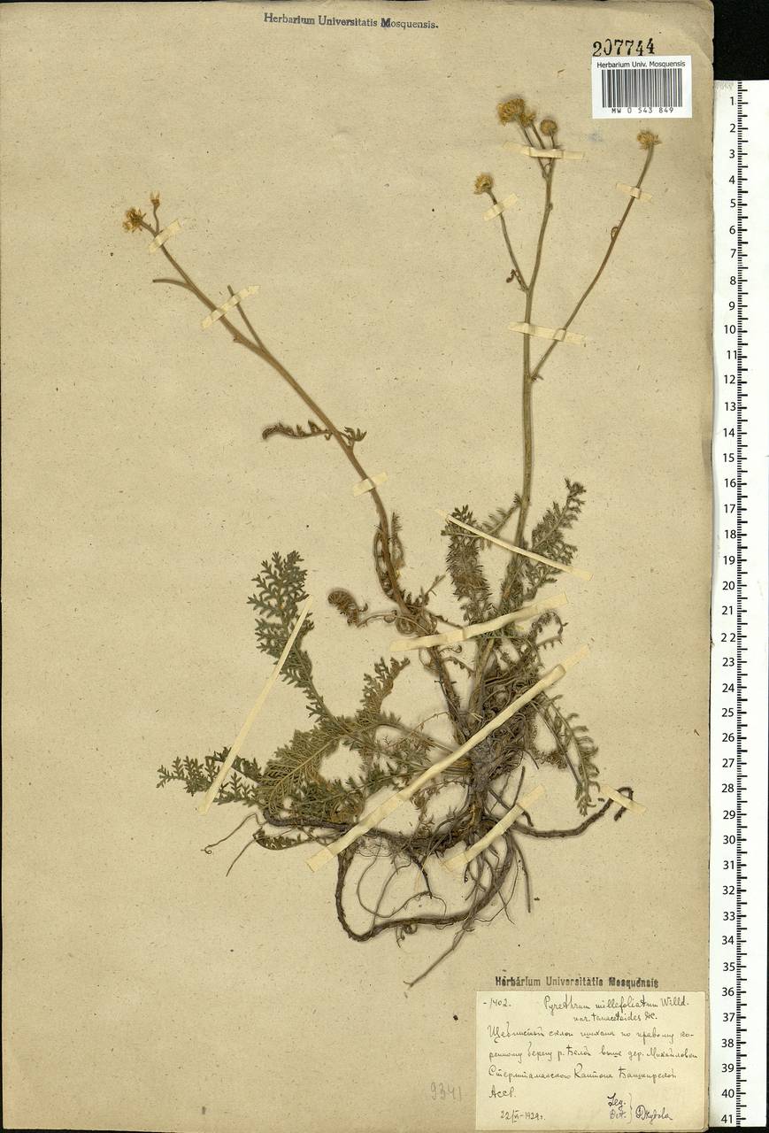 Tanacetum millefolium (L.) Tzvelev, Eastern Europe, Eastern region (E10) (Russia)