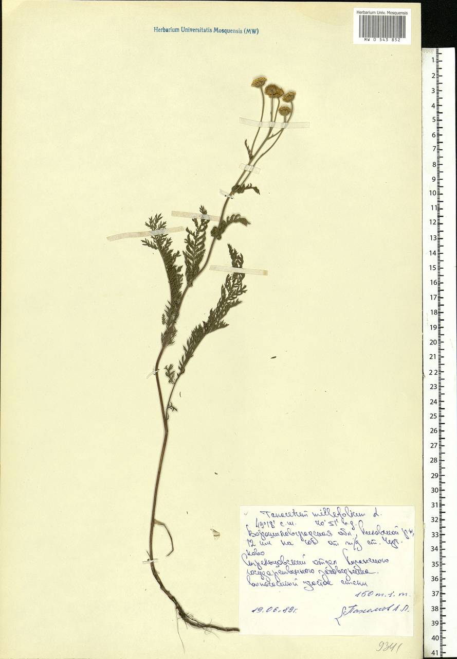 Tanacetum millefolium (L.) Tzvelev, Eastern Europe, North Ukrainian region (E11) (Ukraine)