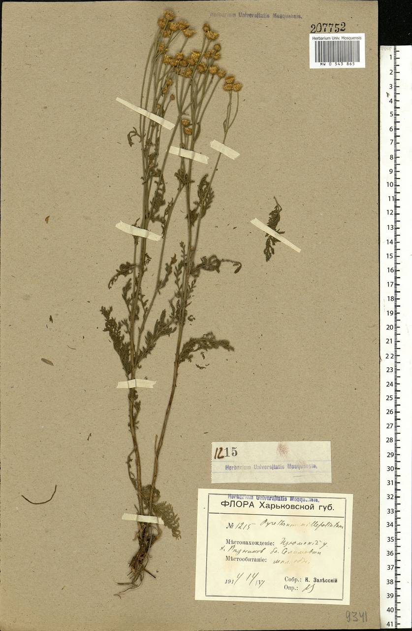 Tanacetum millefolium (L.) Tzvelev, Eastern Europe, South Ukrainian region (E12) (Ukraine)