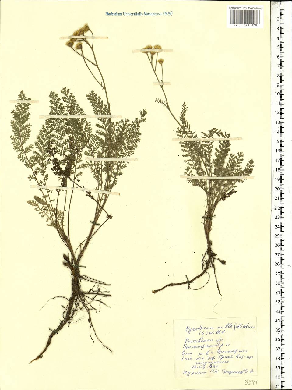 Tanacetum millefolium (L.) Tzvelev, Eastern Europe, Rostov Oblast (E12a) (Russia)