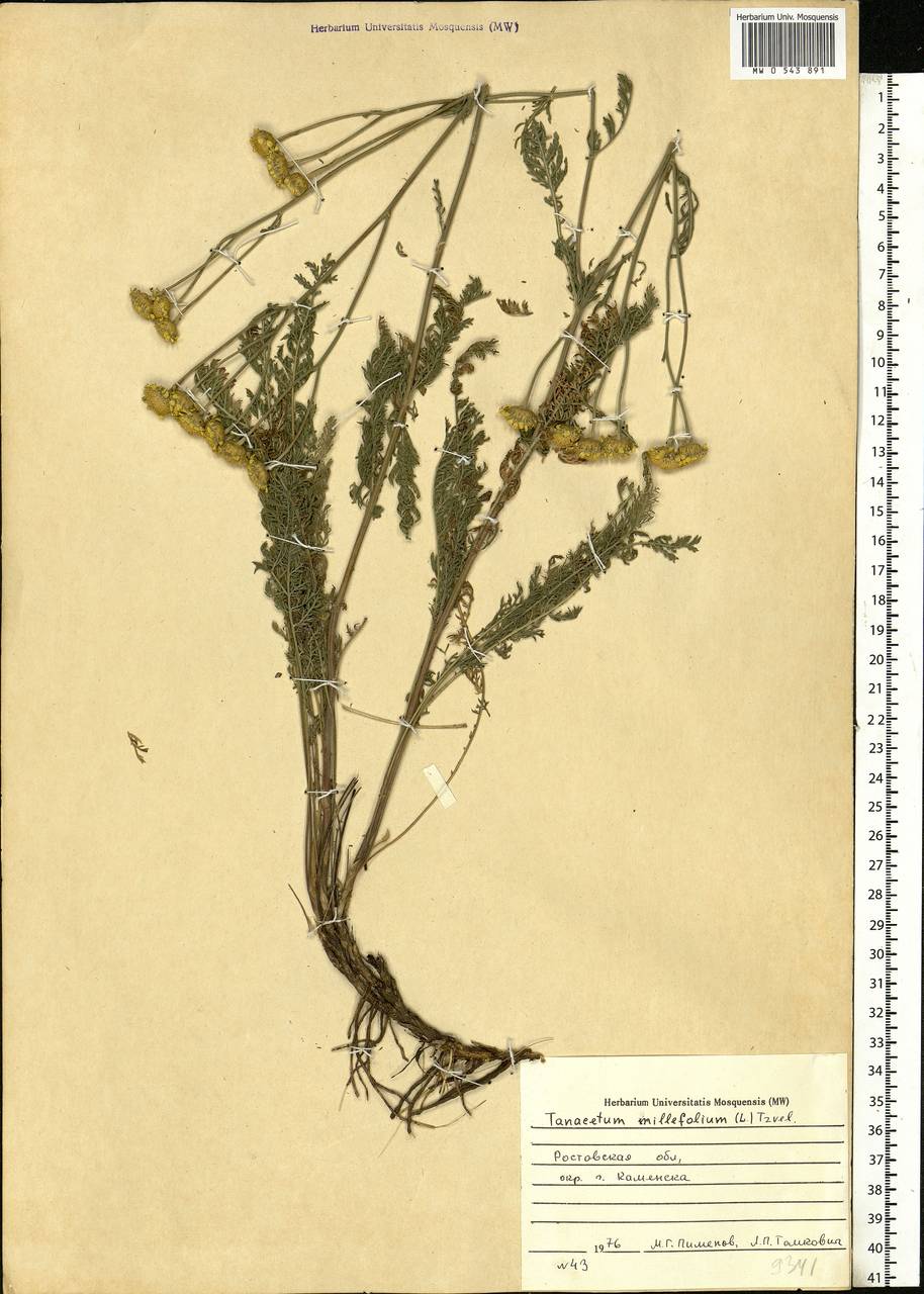 Tanacetum millefolium (L.) Tzvelev, Eastern Europe, Rostov Oblast (E12a) (Russia)