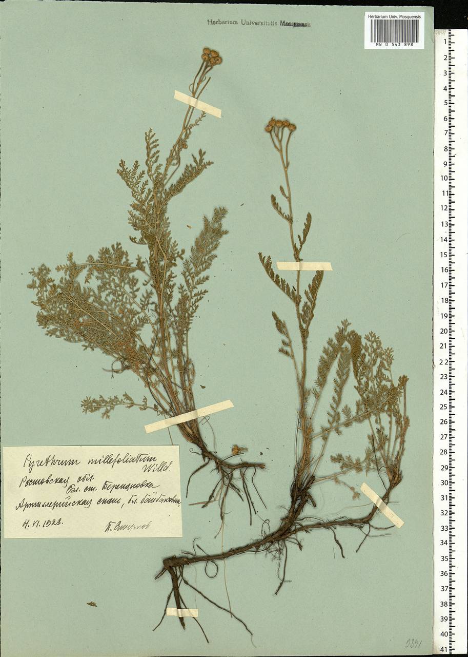 Tanacetum millefolium (L.) Tzvelev, Eastern Europe, Rostov Oblast (E12a) (Russia)