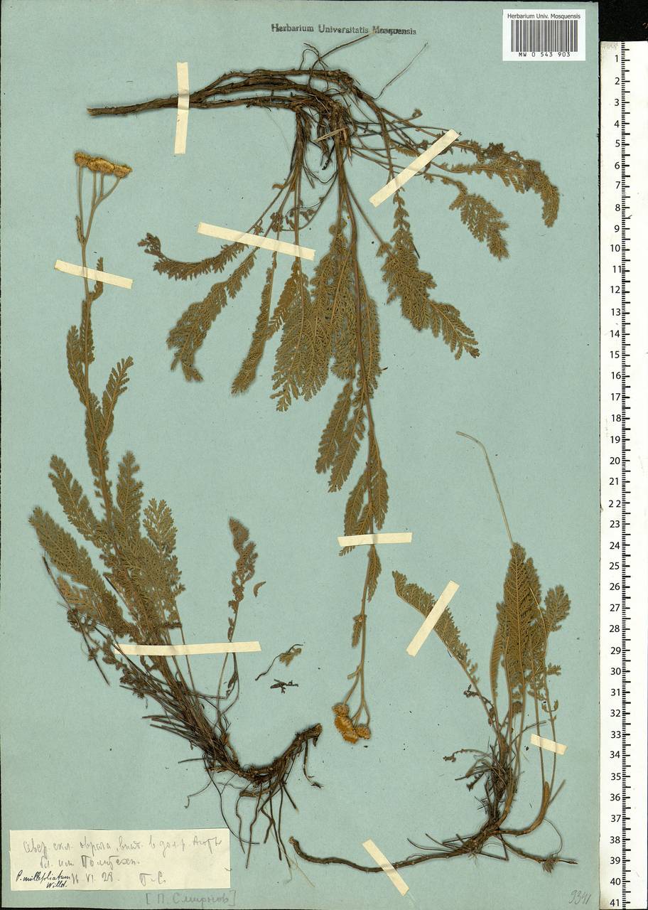 Tanacetum millefolium (L.) Tzvelev, Eastern Europe, Rostov Oblast (E12a) (Russia)