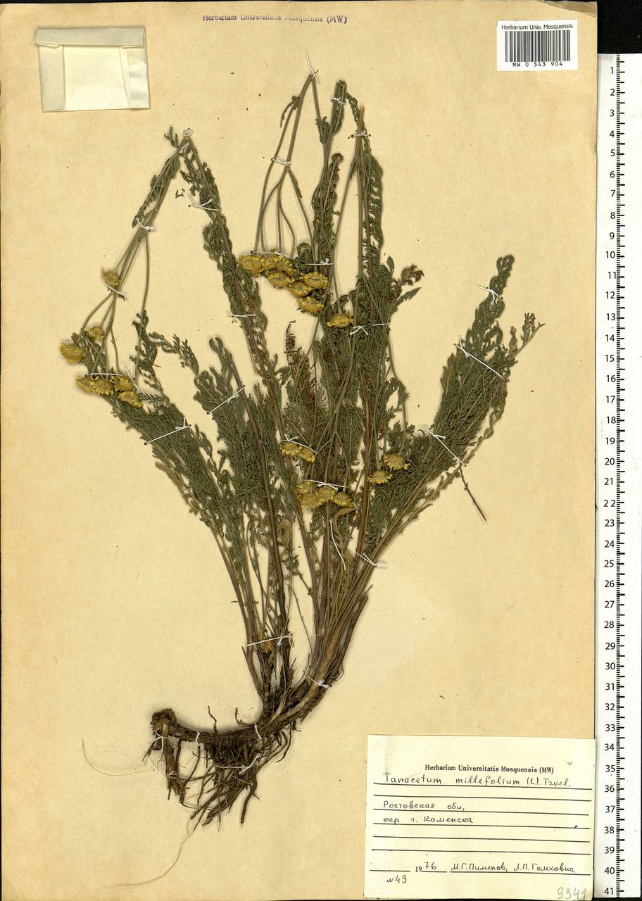 Tanacetum millefolium (L.) Tzvelev, Eastern Europe, Rostov Oblast (E12a) (Russia)