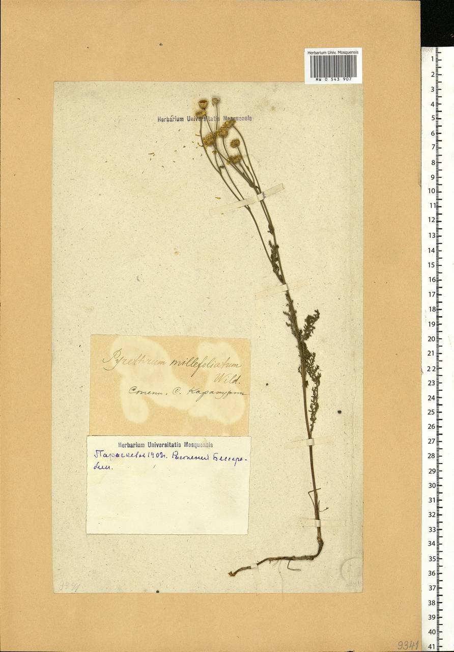 Tanacetum millefolium (L.) Tzvelev, Eastern Europe, Moldova (E13a) (Moldova)