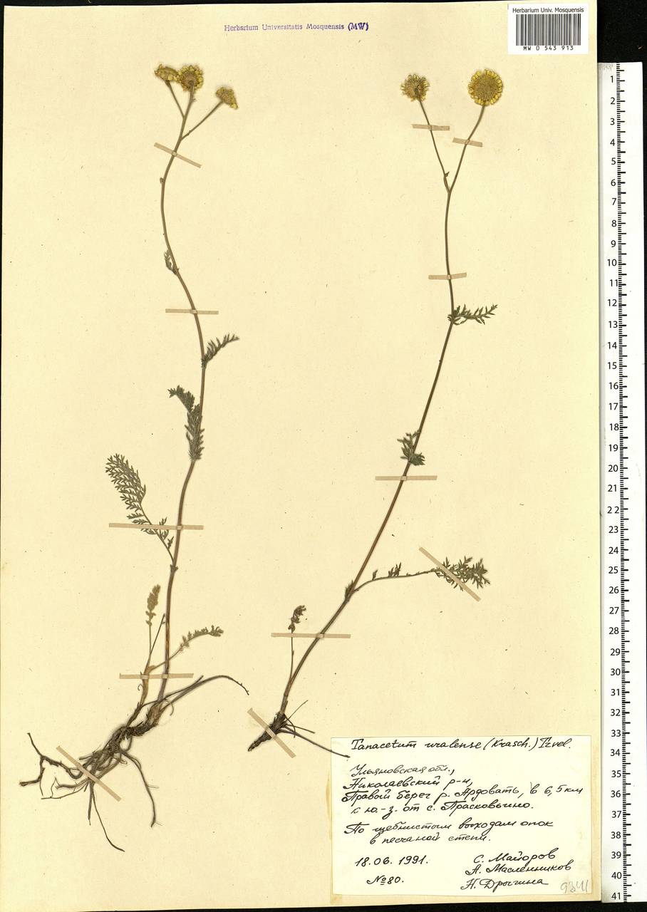 Tanacetum kittaryanum subsp. uralense (Krasch.) Tzvelev, Eastern Europe, Middle Volga region (E8) (Russia)