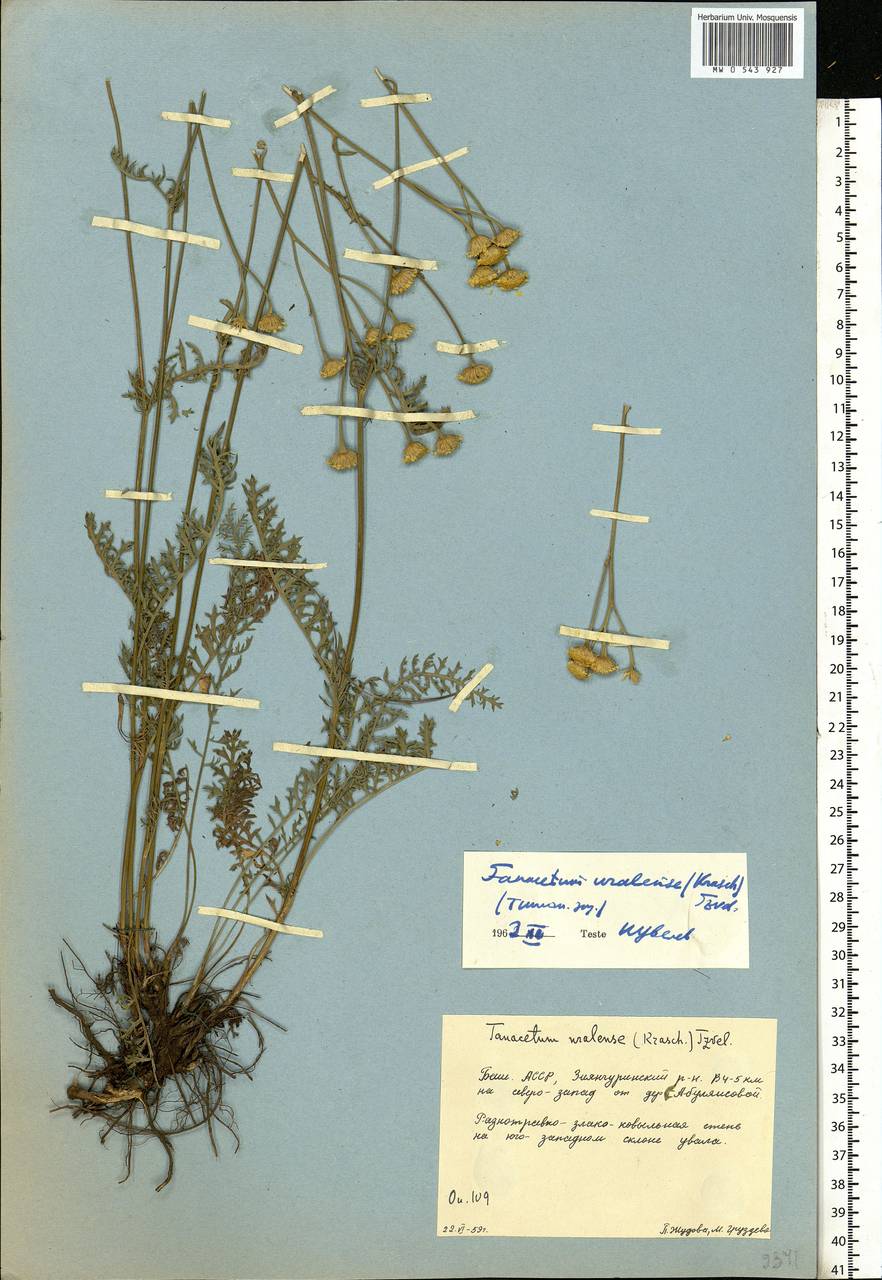 Tanacetum kittaryanum subsp. uralense (Krasch.) Tzvelev, Eastern Europe, Eastern region (E10) (Russia)