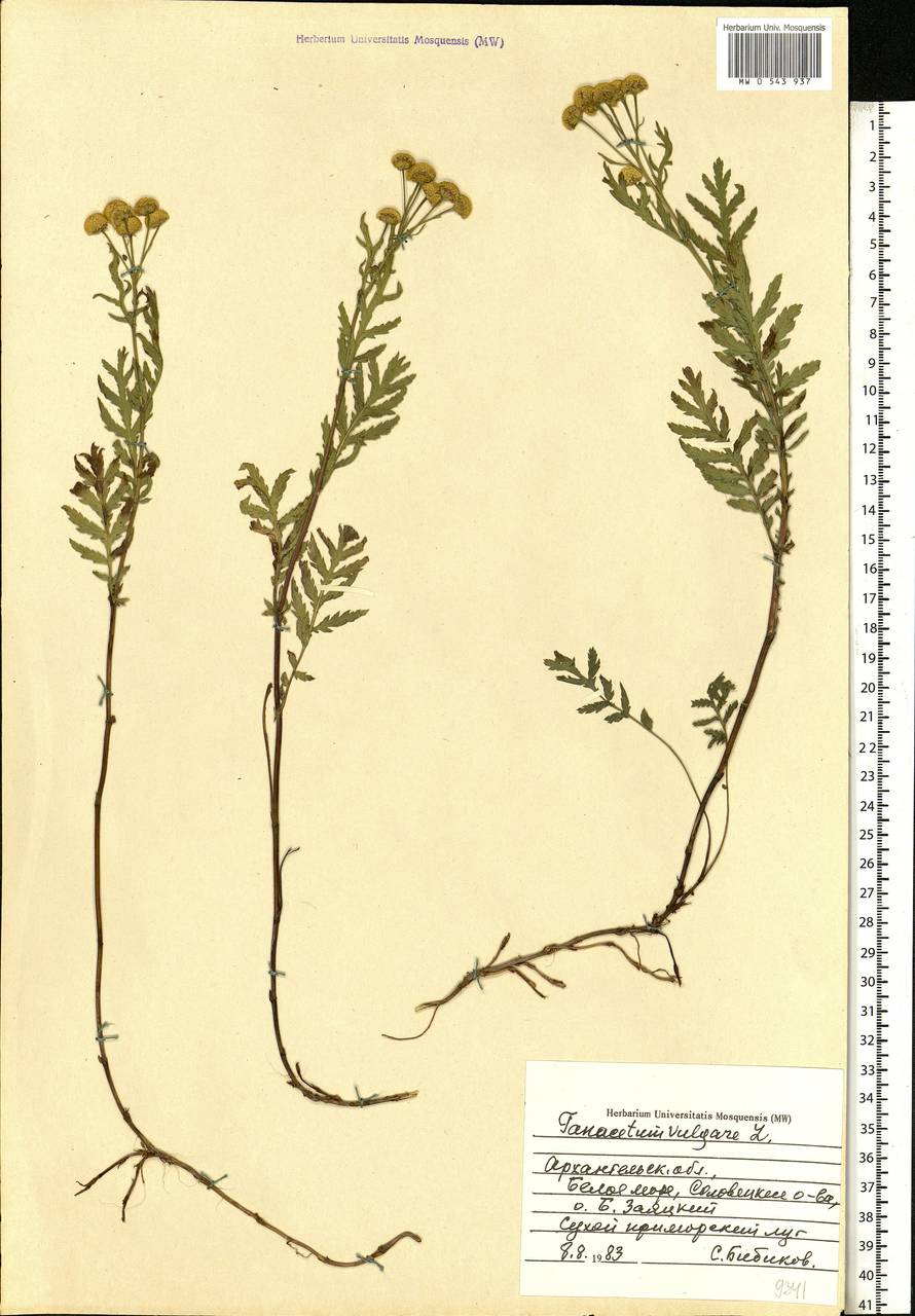 Tanacetum vulgare L., Eastern Europe, Northern region (E1) (Russia)