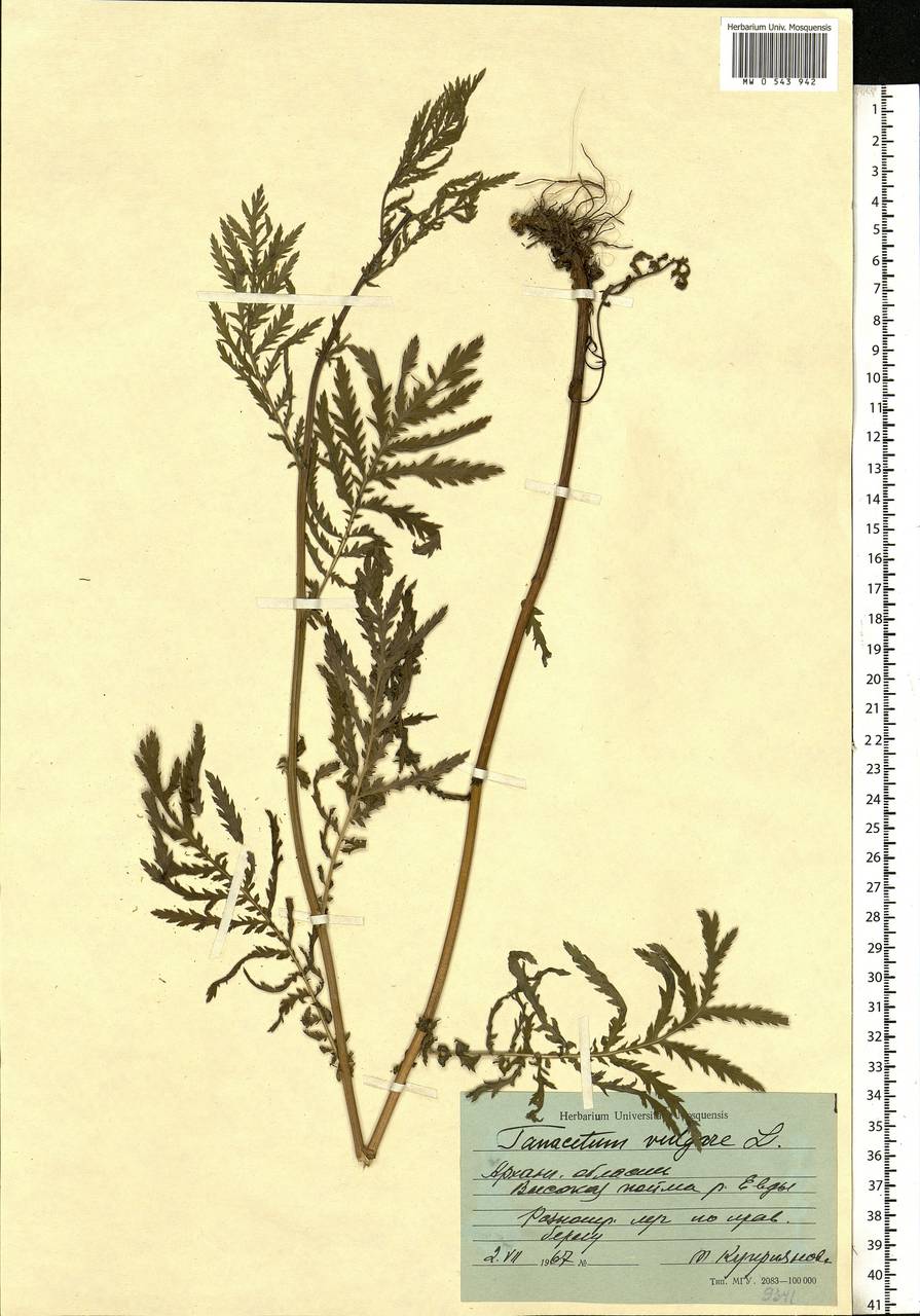 Tanacetum vulgare L., Eastern Europe, Northern region (E1) (Russia)