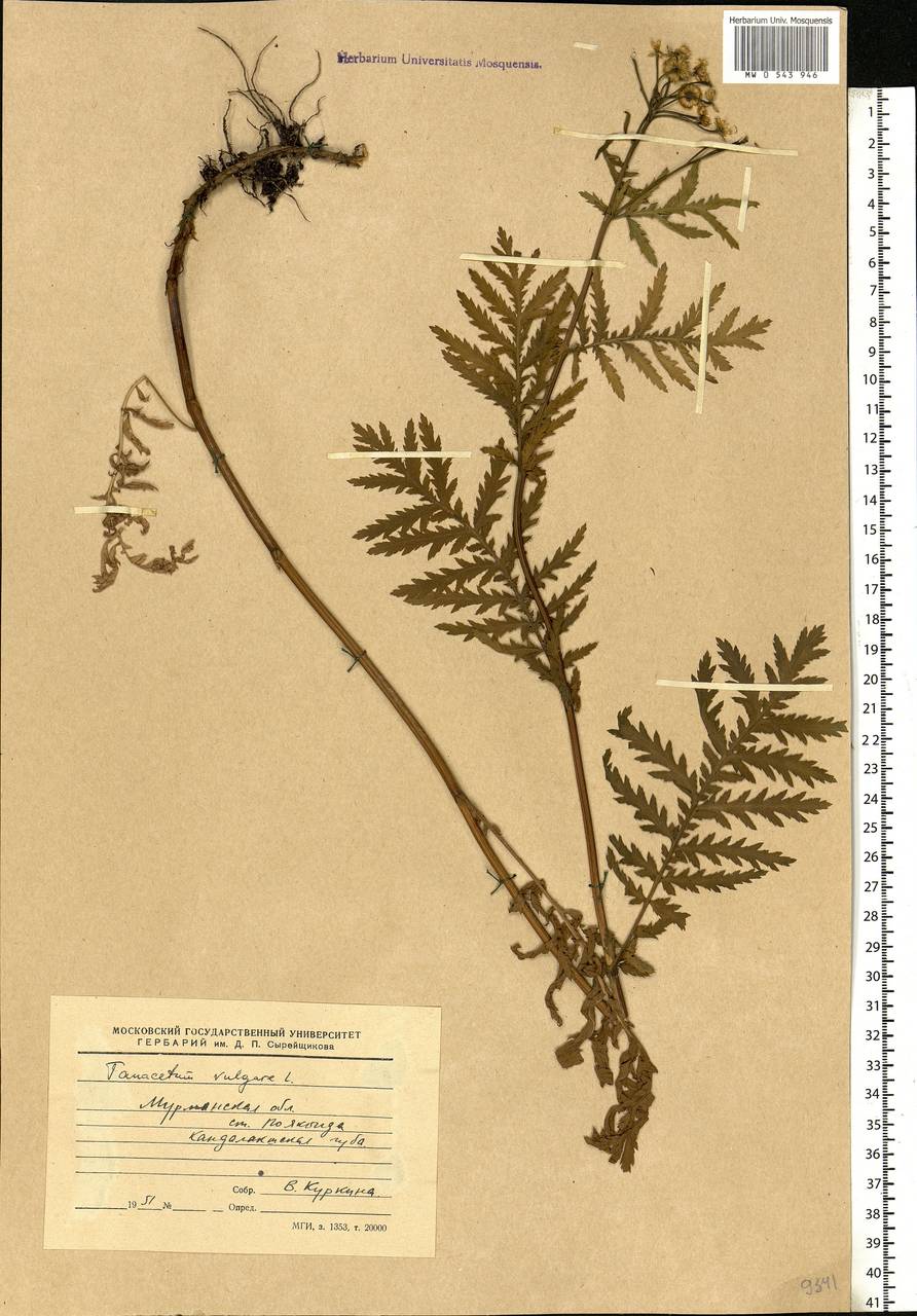 Tanacetum vulgare L., Eastern Europe, Northern region (E1) (Russia)