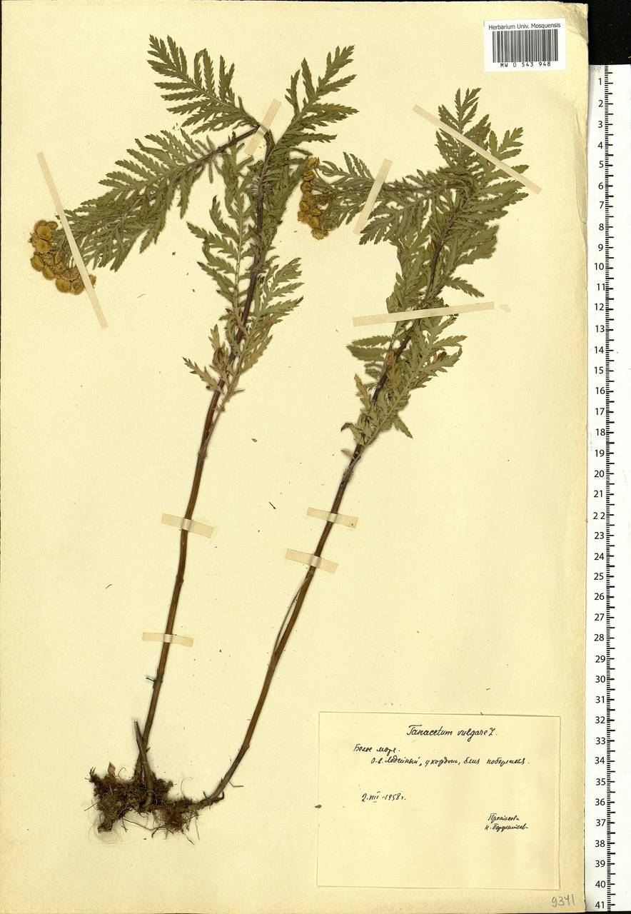 Tanacetum vulgare L., Eastern Europe, Northern region (E1) (Russia)