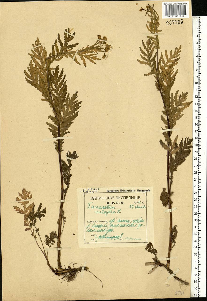 Tanacetum vulgare L., Eastern Europe, Northern region (E1) (Russia)