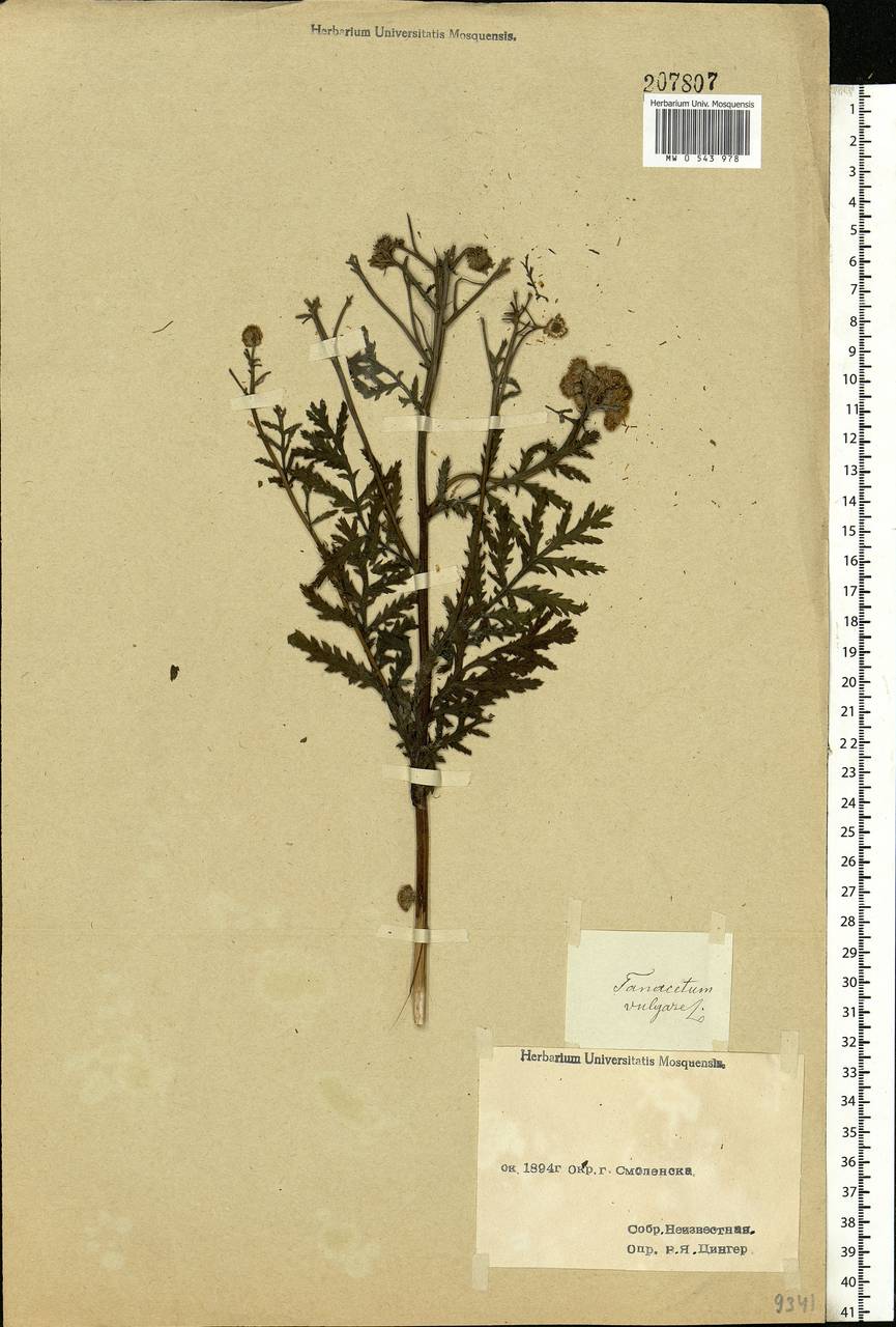 Tanacetum vulgare L., Eastern Europe, Western region (E3) (Russia)