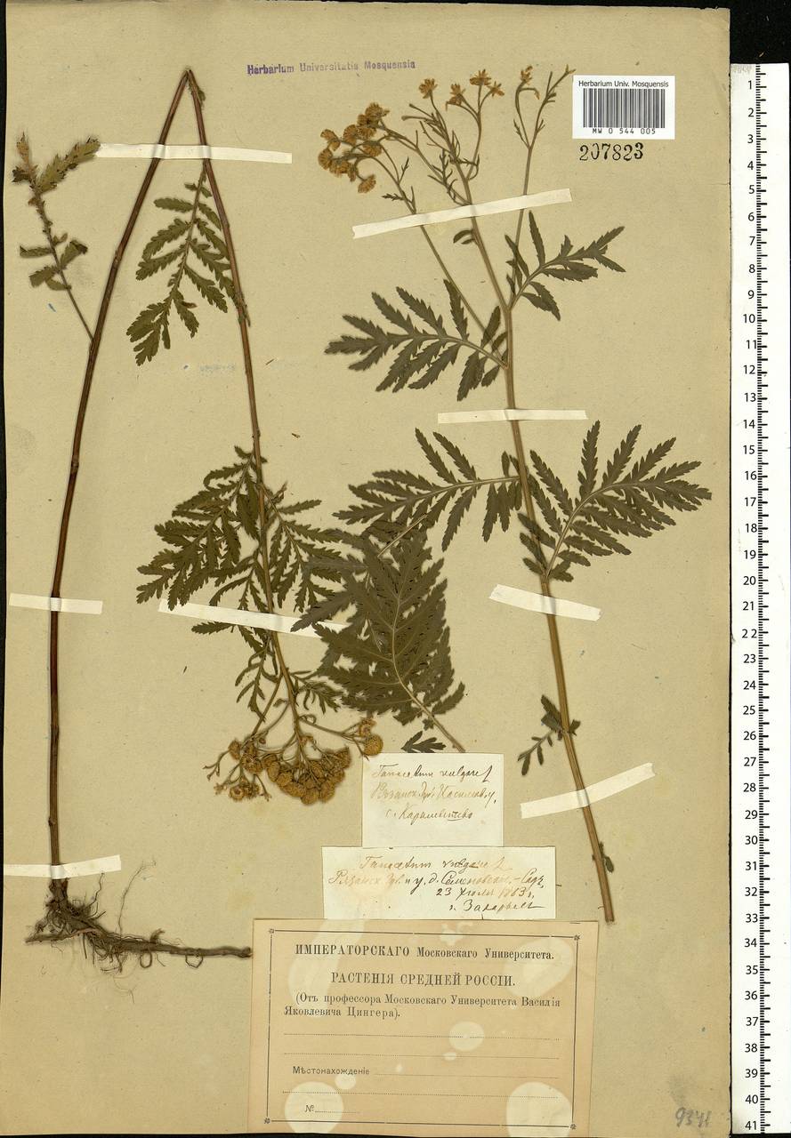 Tanacetum vulgare L., Eastern Europe, Central region (E4) (Russia)