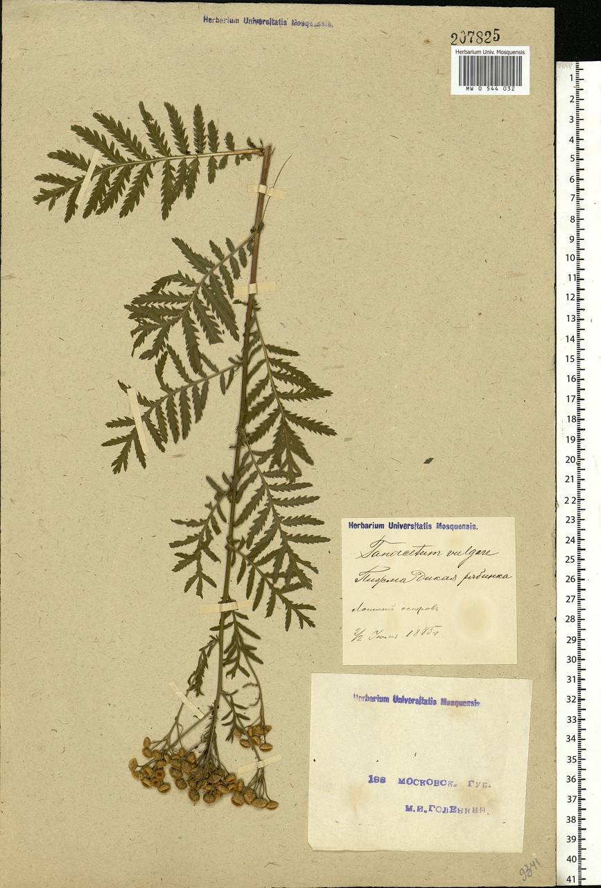 Tanacetum vulgare L., Eastern Europe, Moscow region (E4a) (Russia)