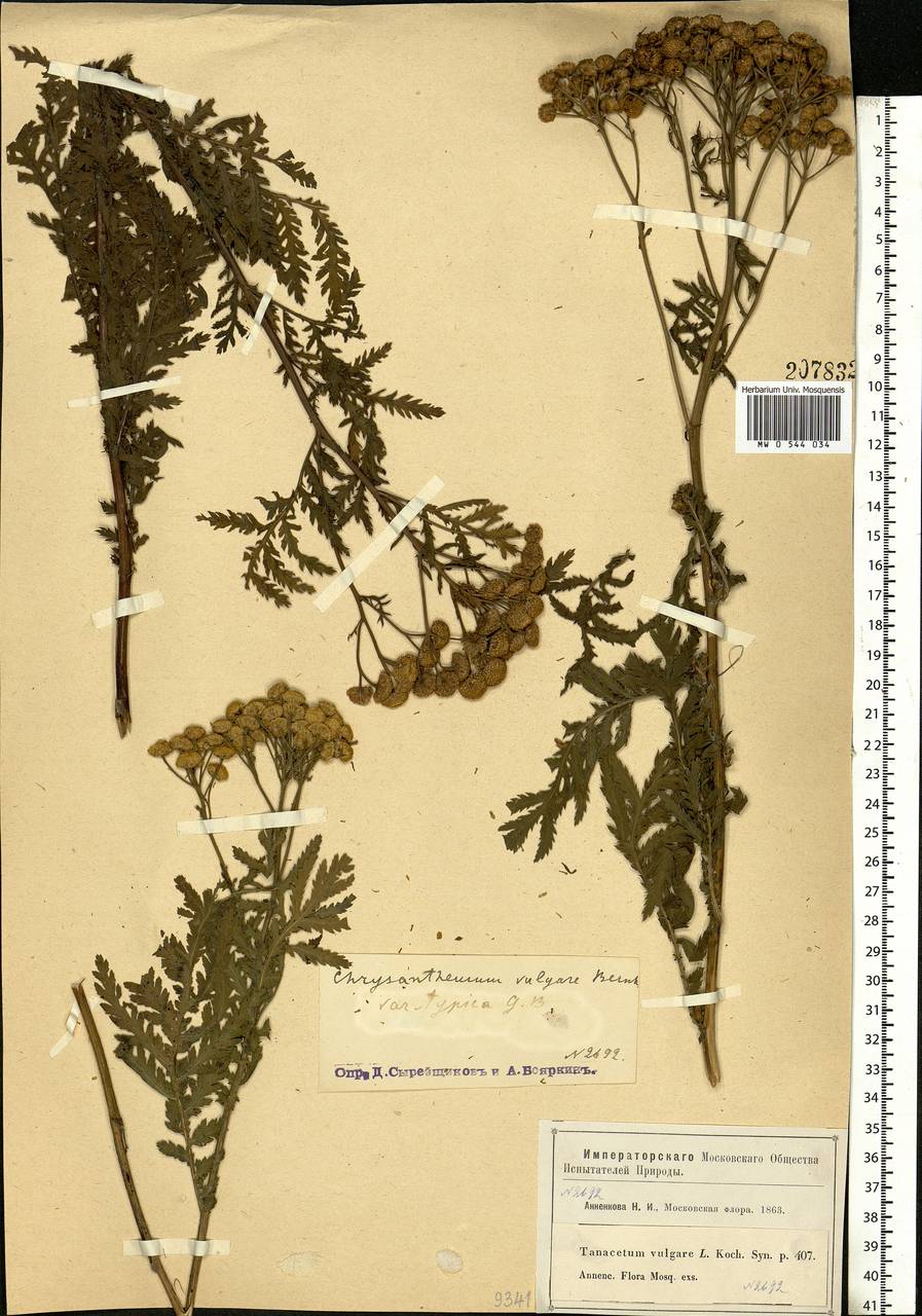 Tanacetum vulgare L., Eastern Europe, Moscow region (E4a) (Russia)