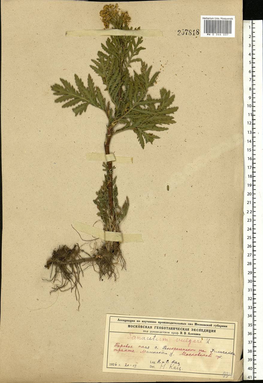 Tanacetum vulgare L., Eastern Europe, Moscow region (E4a) (Russia)