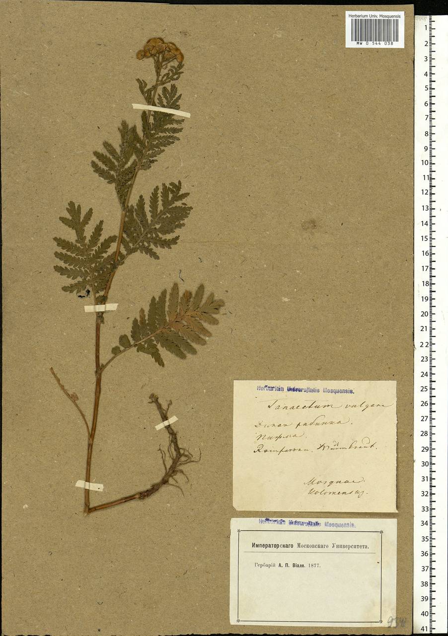 Tanacetum vulgare L., Eastern Europe, Moscow region (E4a) (Russia)