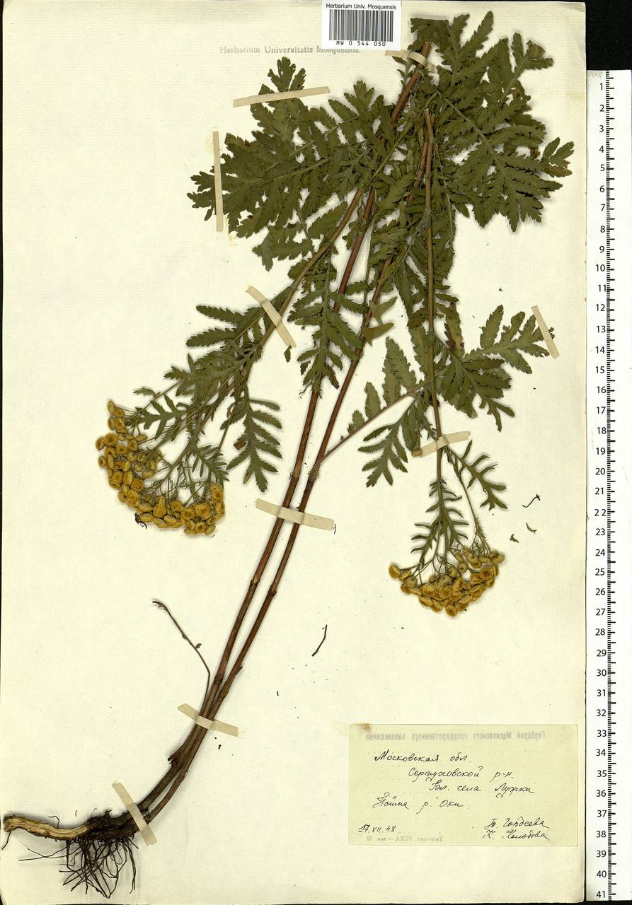 Leucanthemum vulgare Lam., Eastern Europe, Moscow region (E4a) (Russia)