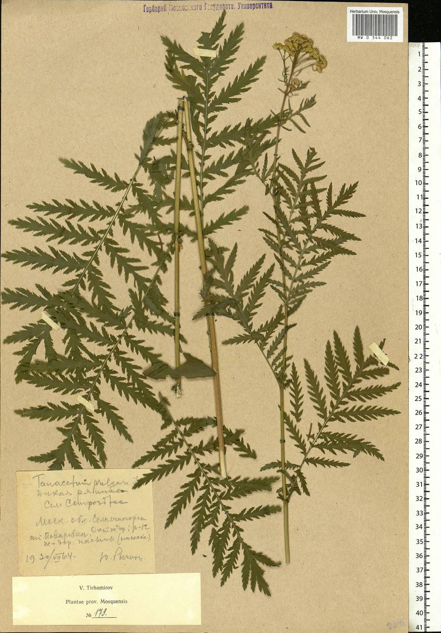 Leucanthemum vulgare Lam., Eastern Europe, Moscow region (E4a) (Russia)