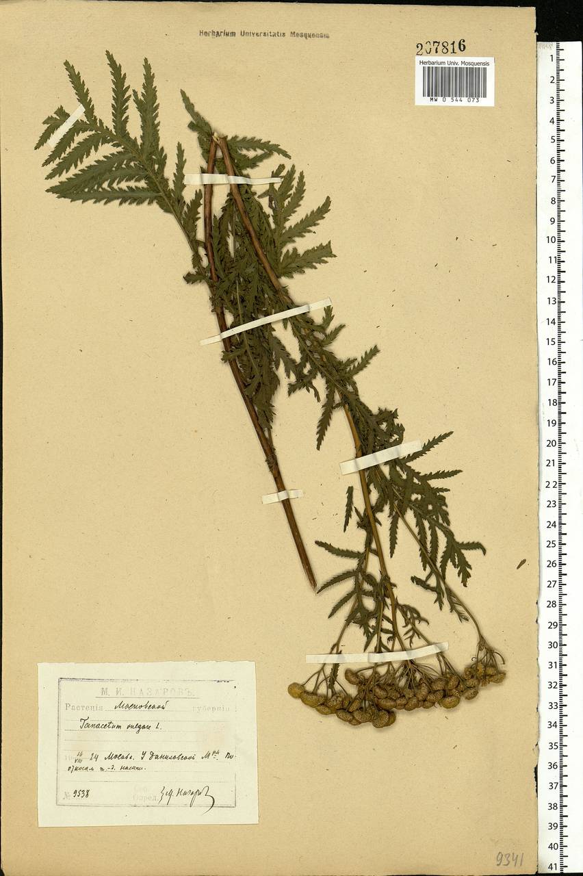 Leucanthemum vulgare Lam., Eastern Europe, Moscow region (E4a) (Russia)