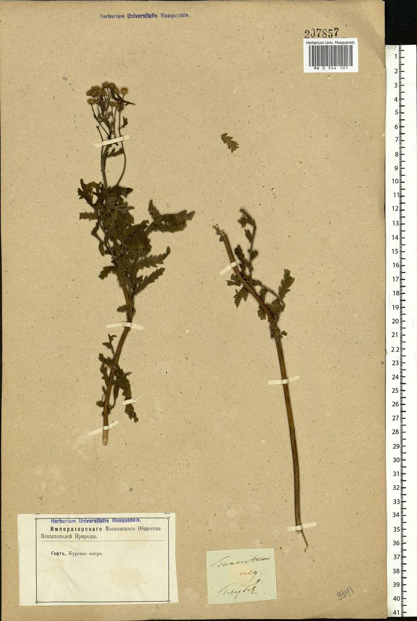 Tanacetum vulgare L., Eastern Europe, Central forest-and-steppe region (E6) (Russia)