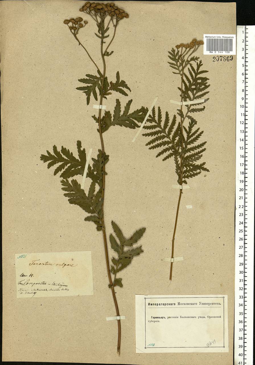 Tanacetum vulgare L., Eastern Europe, Central forest-and-steppe region (E6) (Russia)