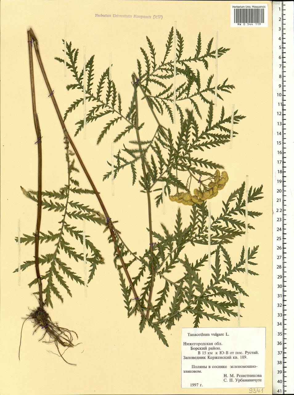 Tanacetum vulgare L., Eastern Europe, Volga-Kama region (E7) (Russia)