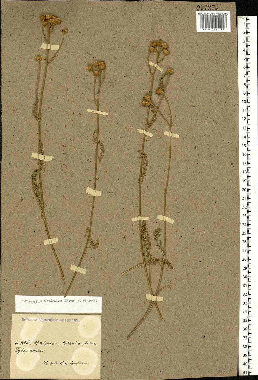 Tanacetum kittaryanum subsp. uralense (Krasch.) Tzvelev, Eastern Europe, Eastern region (E10) (Russia)