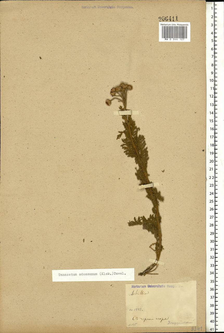 Tanacetum odessanum (Klokov) Tzvelev, Eastern Europe, South Ukrainian region (E12) (Ukraine)