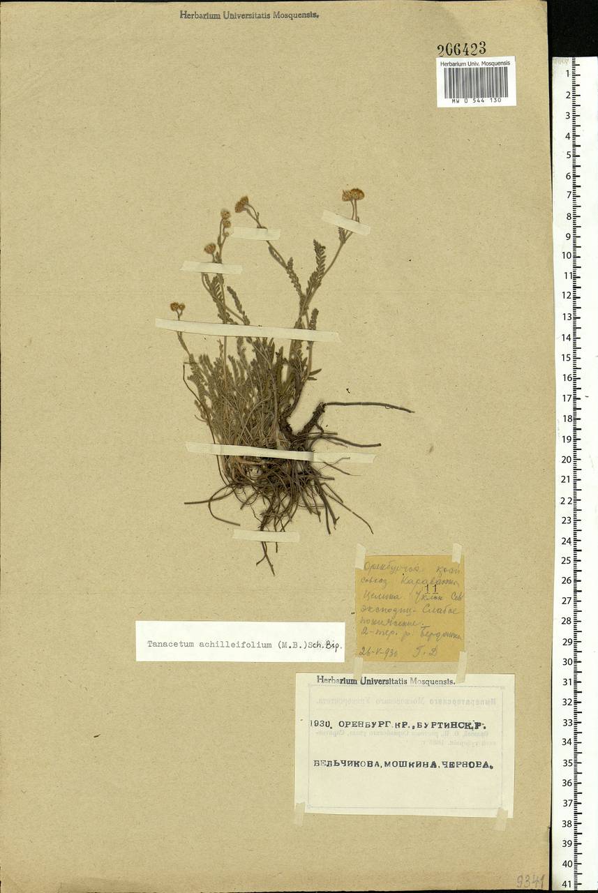 Tanacetum achilleifolium (M. Bieb.) Sch. Bip., Eastern Europe, Eastern region (E10) (Russia)