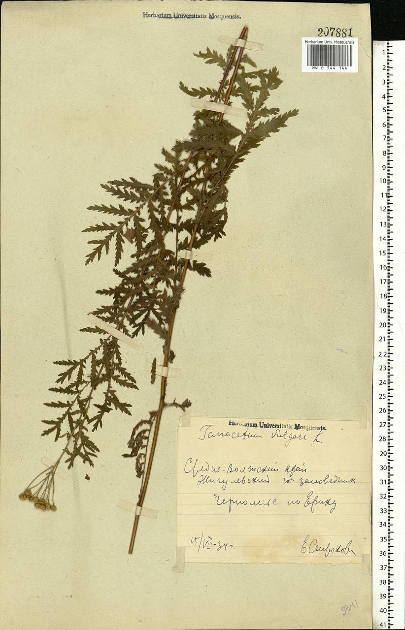 Tanacetum vulgare L., Eastern Europe, Middle Volga region (E8) (Russia)