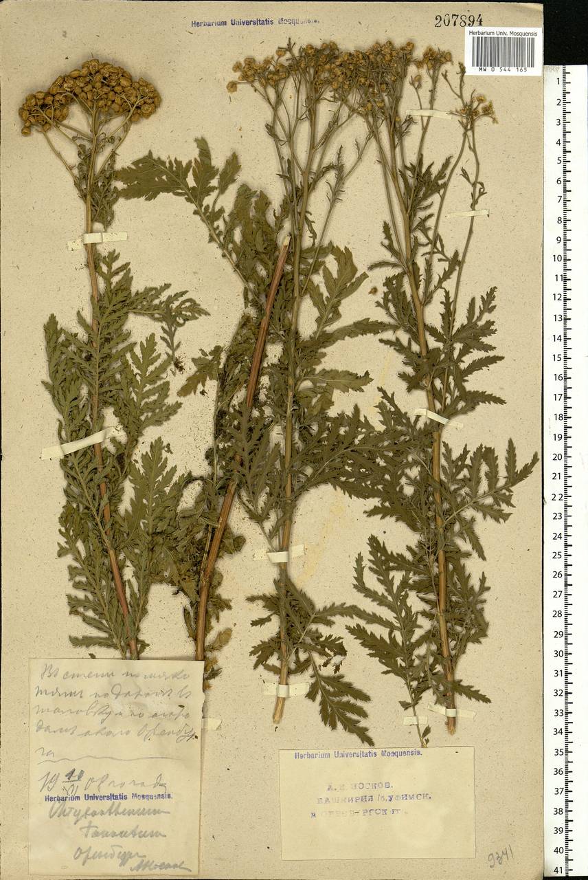 Tanacetum vulgare L., Eastern Europe, Eastern region (E10) (Russia)