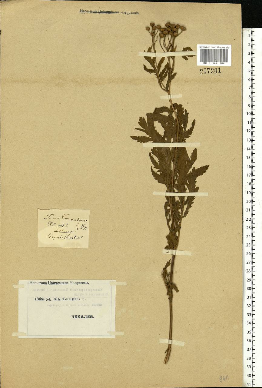 Tanacetum vulgare L., Eastern Europe, North Ukrainian region (E11) (Ukraine)