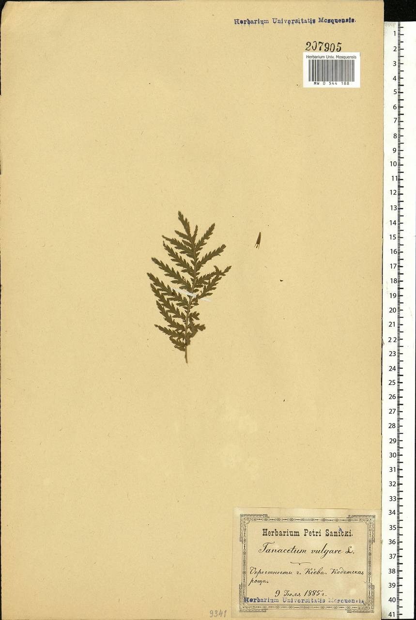 Tanacetum vulgare L., Eastern Europe, North Ukrainian region (E11) (Ukraine)