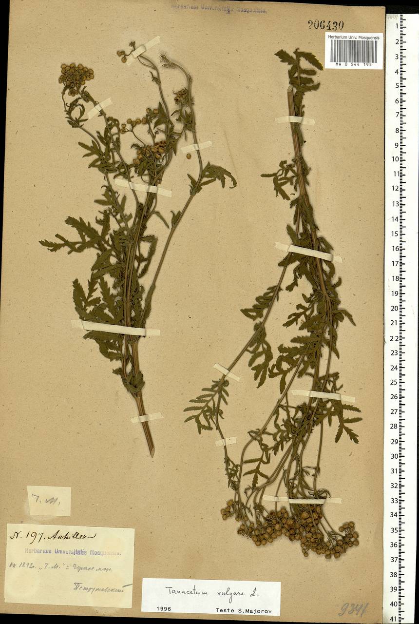 Tanacetum vulgare L., Eastern Europe, South Ukrainian region (E12) (Ukraine)