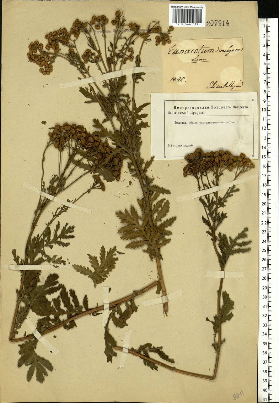 Tanacetum vulgare L., Eastern Europe, South Ukrainian region (E12) (Ukraine)