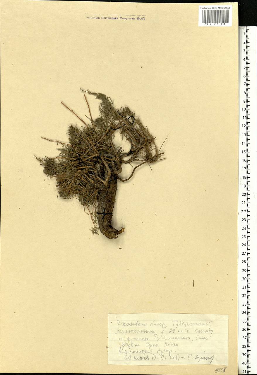 Artemisia, Eastern Europe, Eastern region (E10) (Russia)