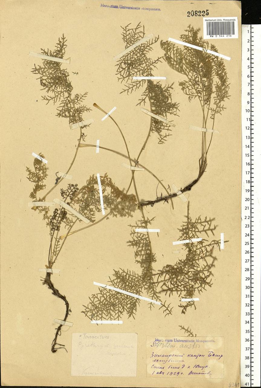 Tanacetum kittaryanum subsp. uralense (Krasch.) Tzvelev, Eastern Europe, Eastern region (E10) (Russia)