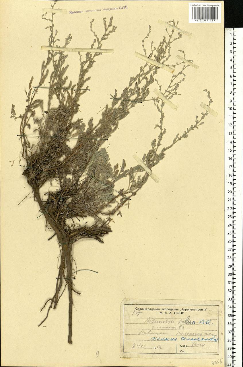 Artemisia, Eastern Europe, Lower Volga region (E9) (Russia)