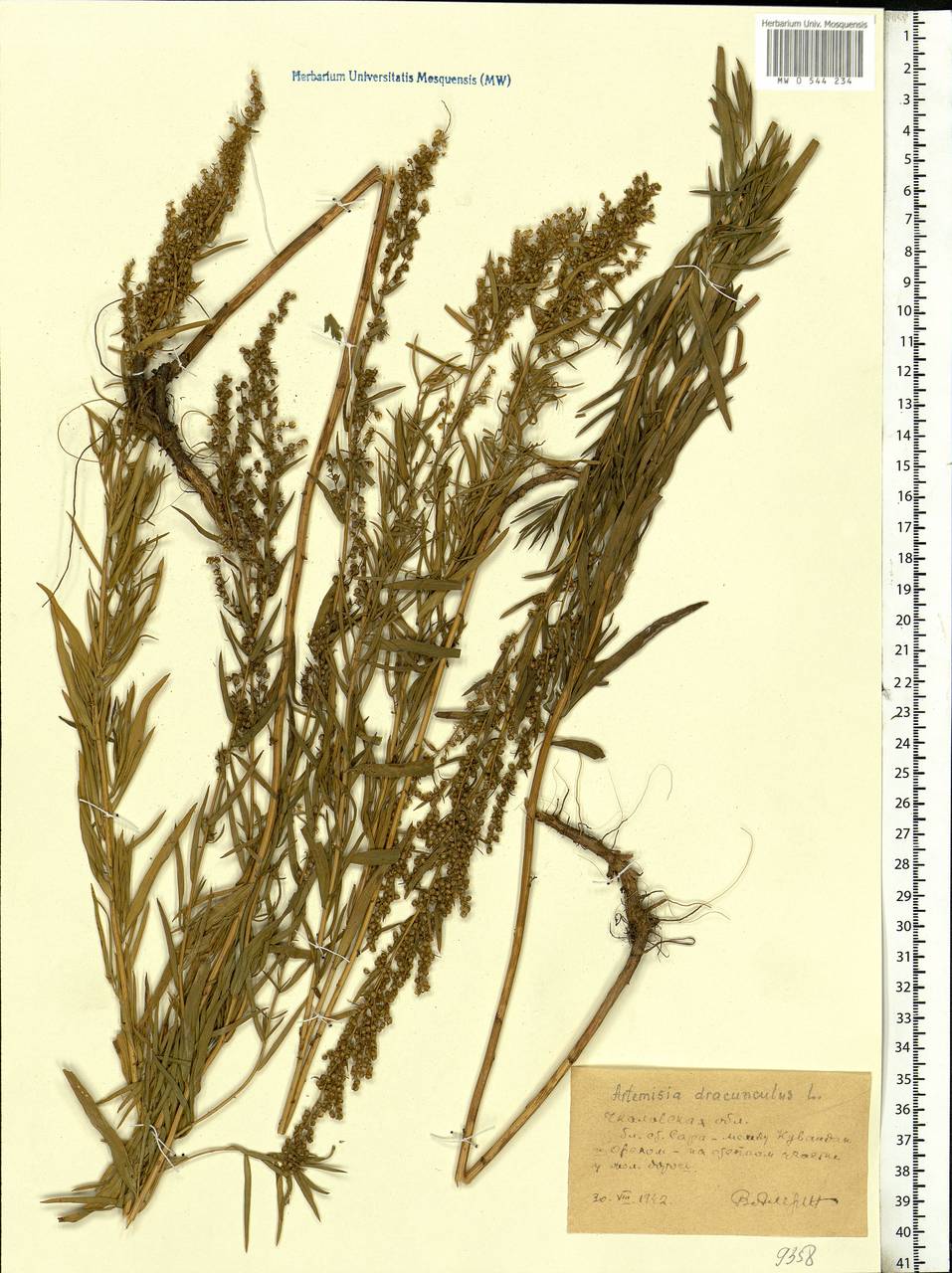 Artemisia dracunculus L., Eastern Europe, Eastern region (E10) (Russia)