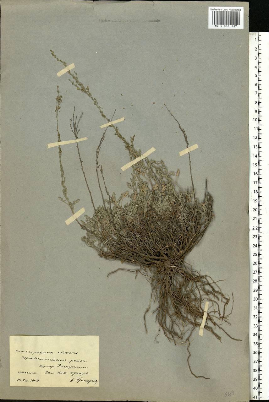 Artemisia, Eastern Europe, Lower Volga region (E9) (Russia)