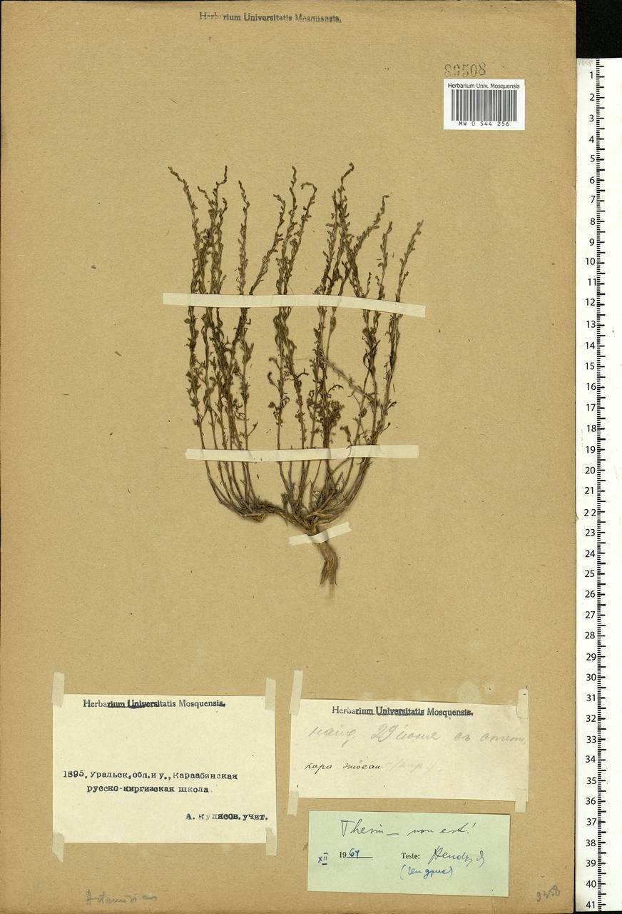 Artemisia, Middle Asia, Caspian Ustyurt & Northern Aralia (M8) (Kazakhstan)