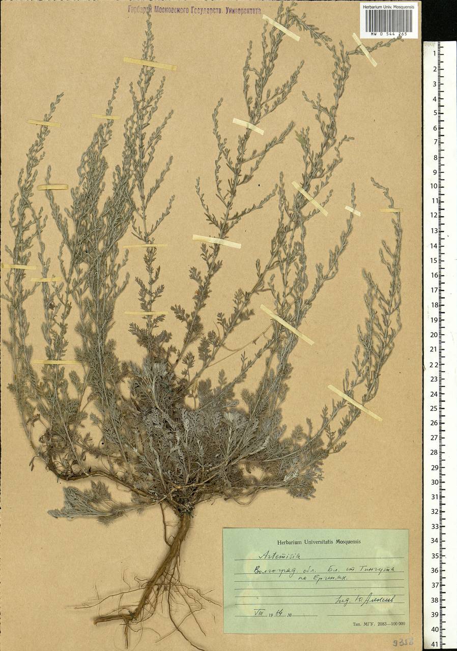 Artemisia, Eastern Europe, Lower Volga region (E9) (Russia)