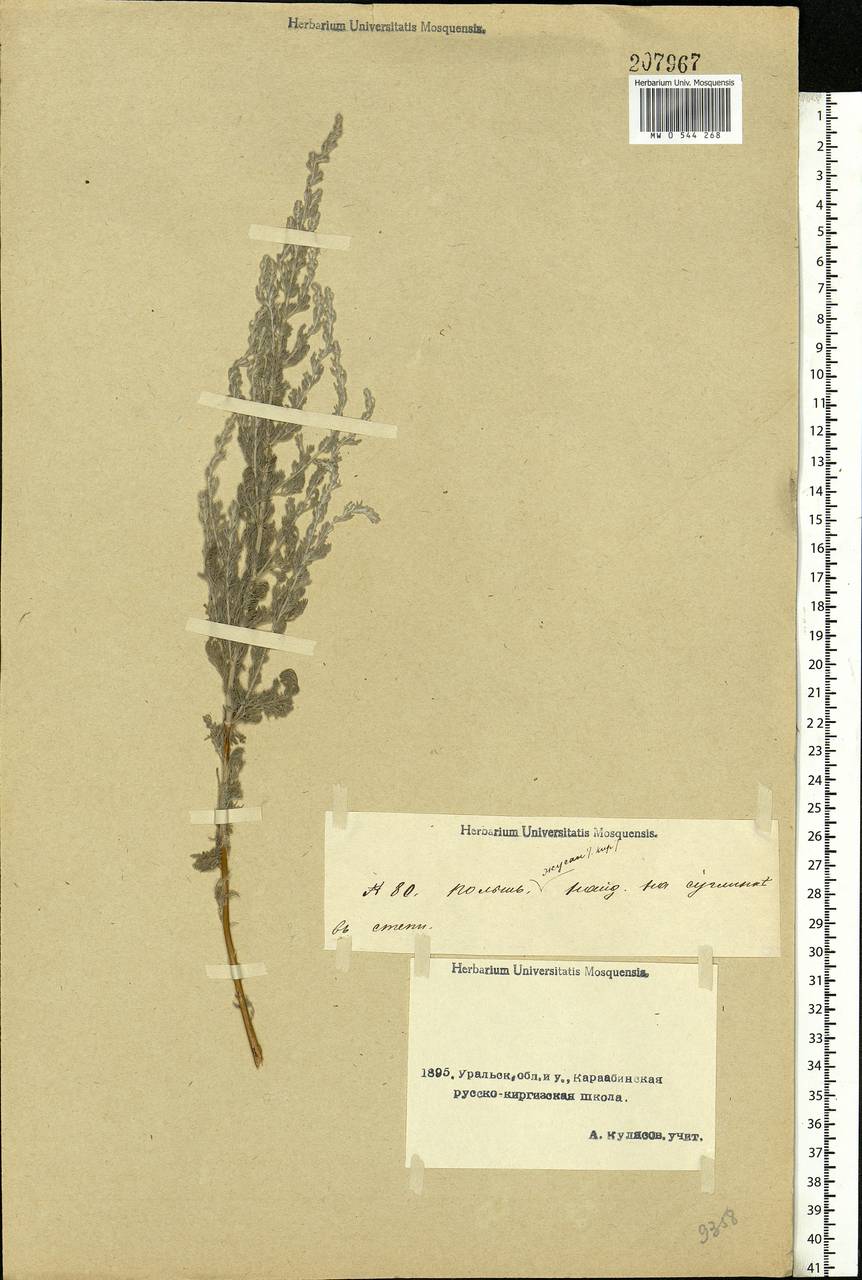 Artemisia, Middle Asia, Caspian Ustyurt & Northern Aralia (M8) (Kazakhstan)