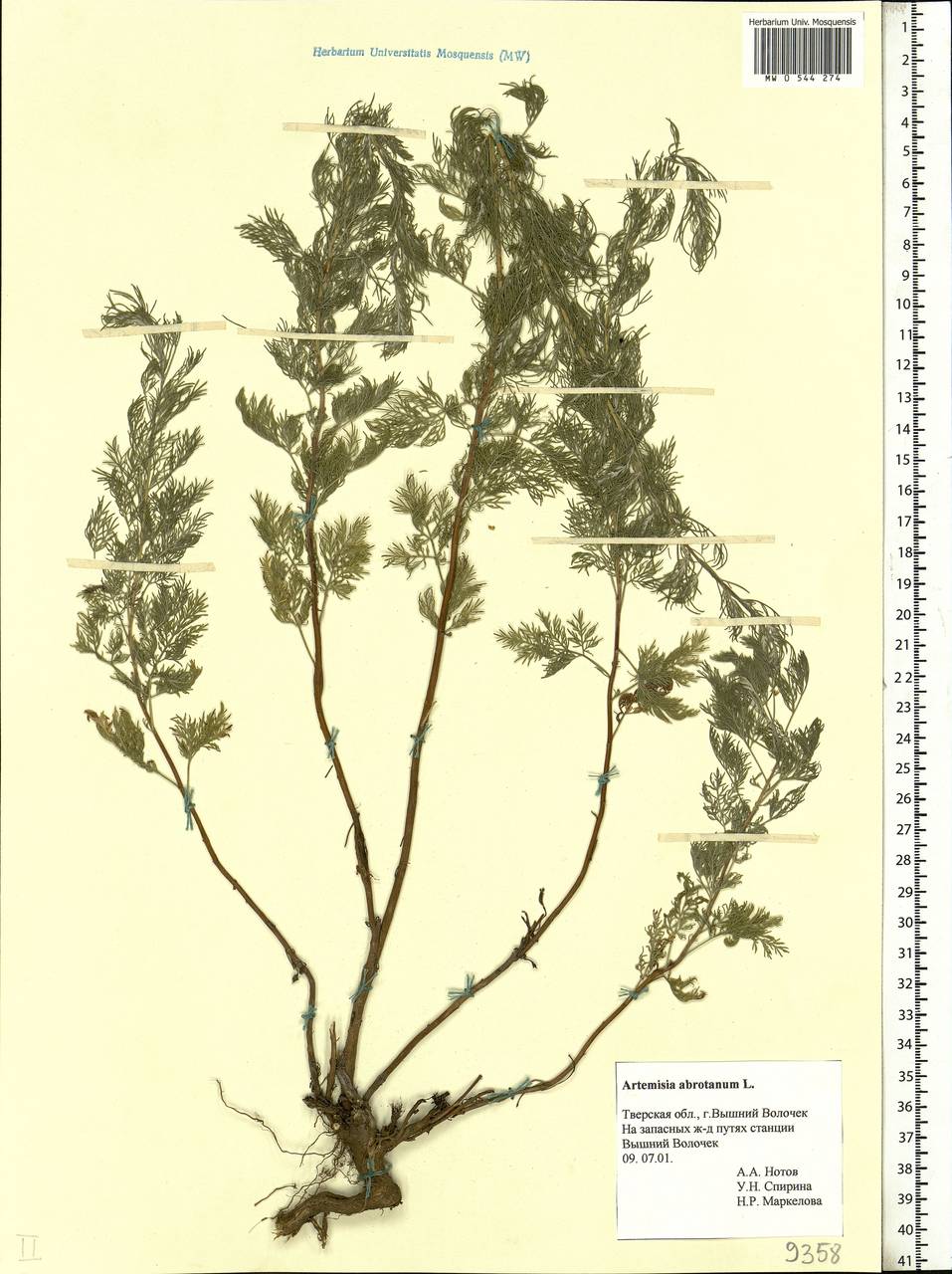Artemisia abrotanum L., Eastern Europe, North-Western region (E2) (Russia)