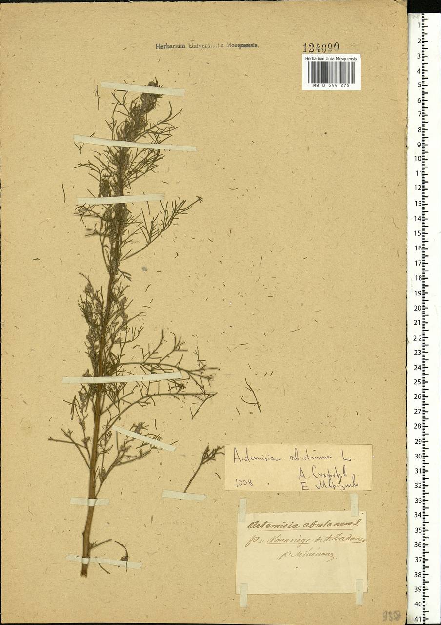 Artemisia abrotanum L., Eastern Europe, Central forest-and-steppe region (E6) (Russia)